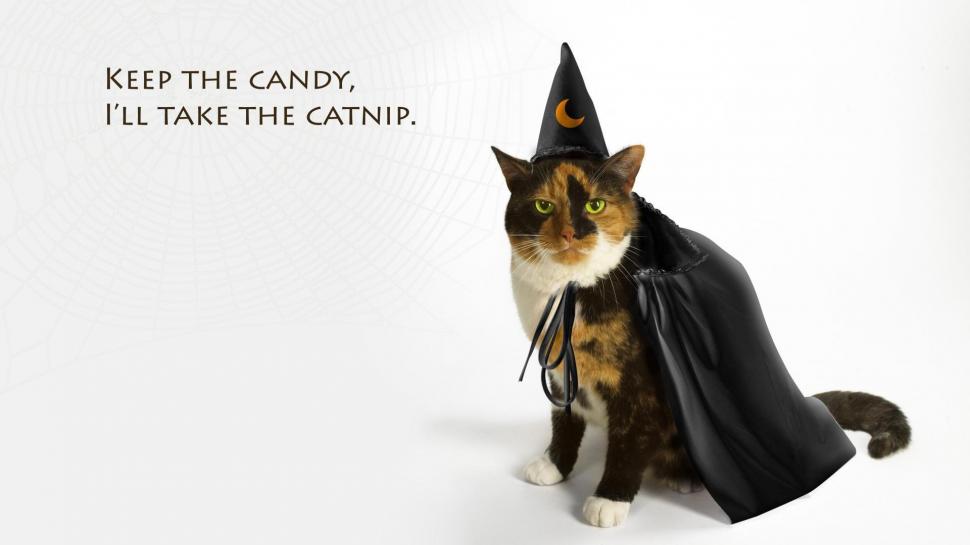 Halloween Cat Wallpaper,halloween Hd Wallpaper,cats - Hd Pc Cat Halloween - HD Wallpaper 