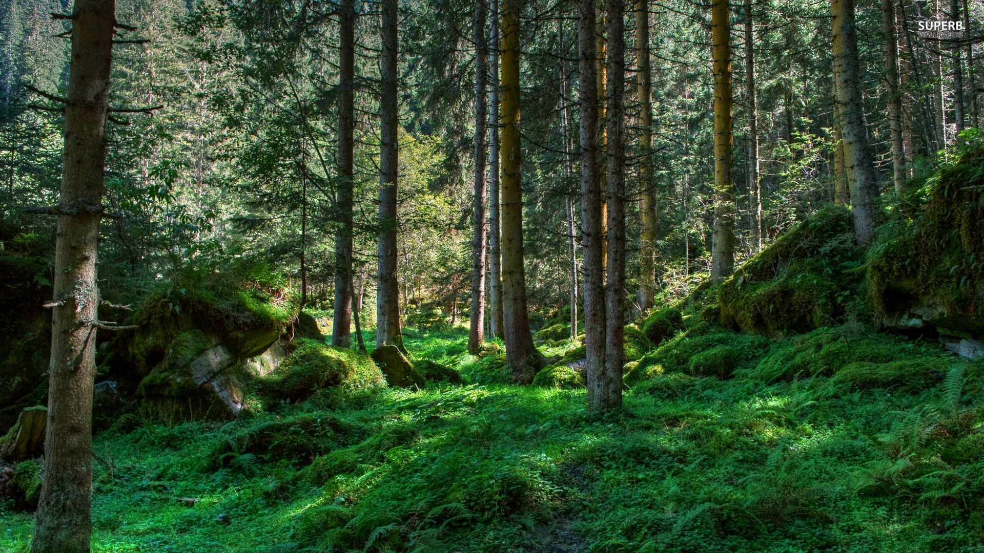 High Resolution Free Forest Background - HD Wallpaper 