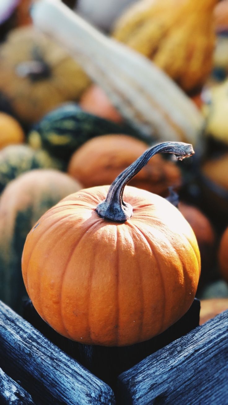 Autumn 2019 Iphone Wallpaper Collection - Iphone Xr Fall Season Backgrounds - HD Wallpaper 