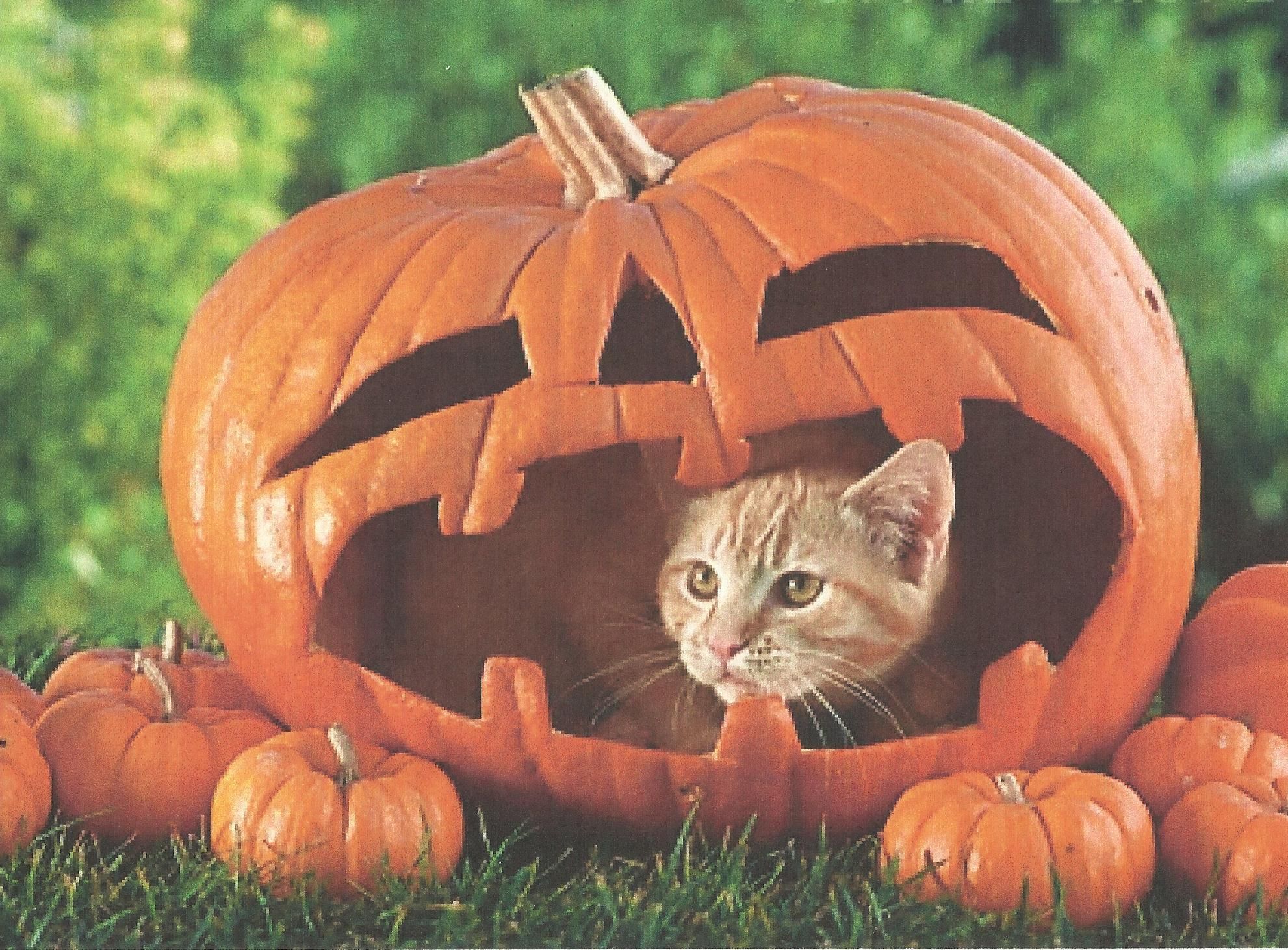 A Halloween Cat In A Pumpkin Wallpaper - Cat In A Pumpkin - HD Wallpaper 