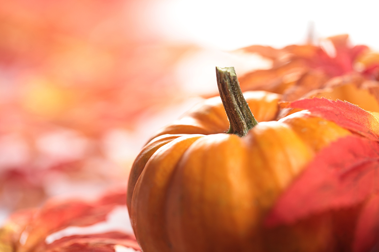 Autumn Pumpkin - HD Wallpaper 