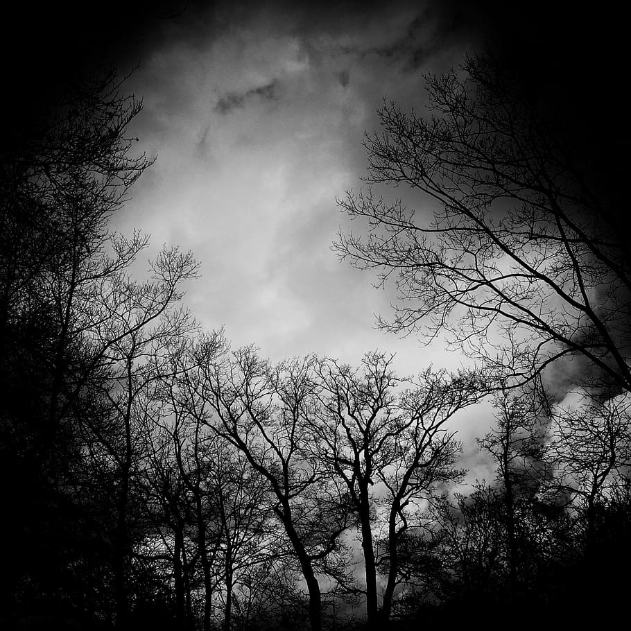Black And White, Dark, Eerie, Fog, Trees, Plant, Sky, - Myths And Mysteries - HD Wallpaper 