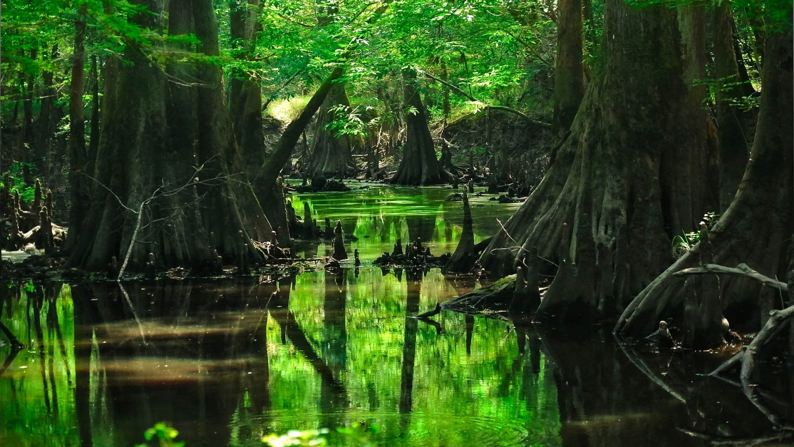 Swamp Background 4k - HD Wallpaper 