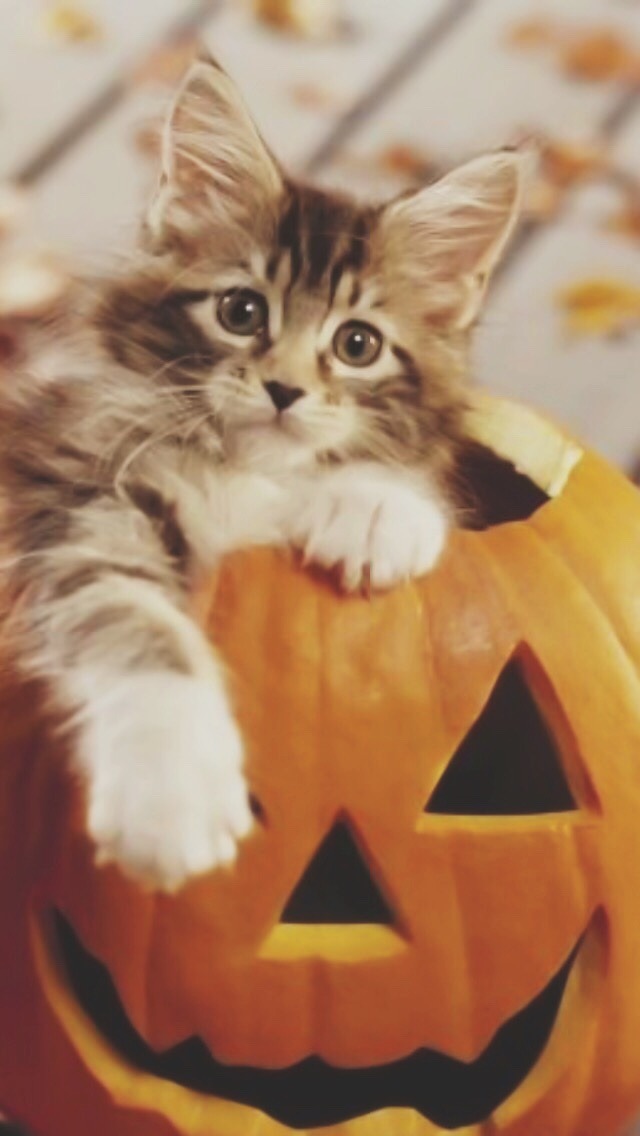Halloween Kitty Cats - HD Wallpaper 