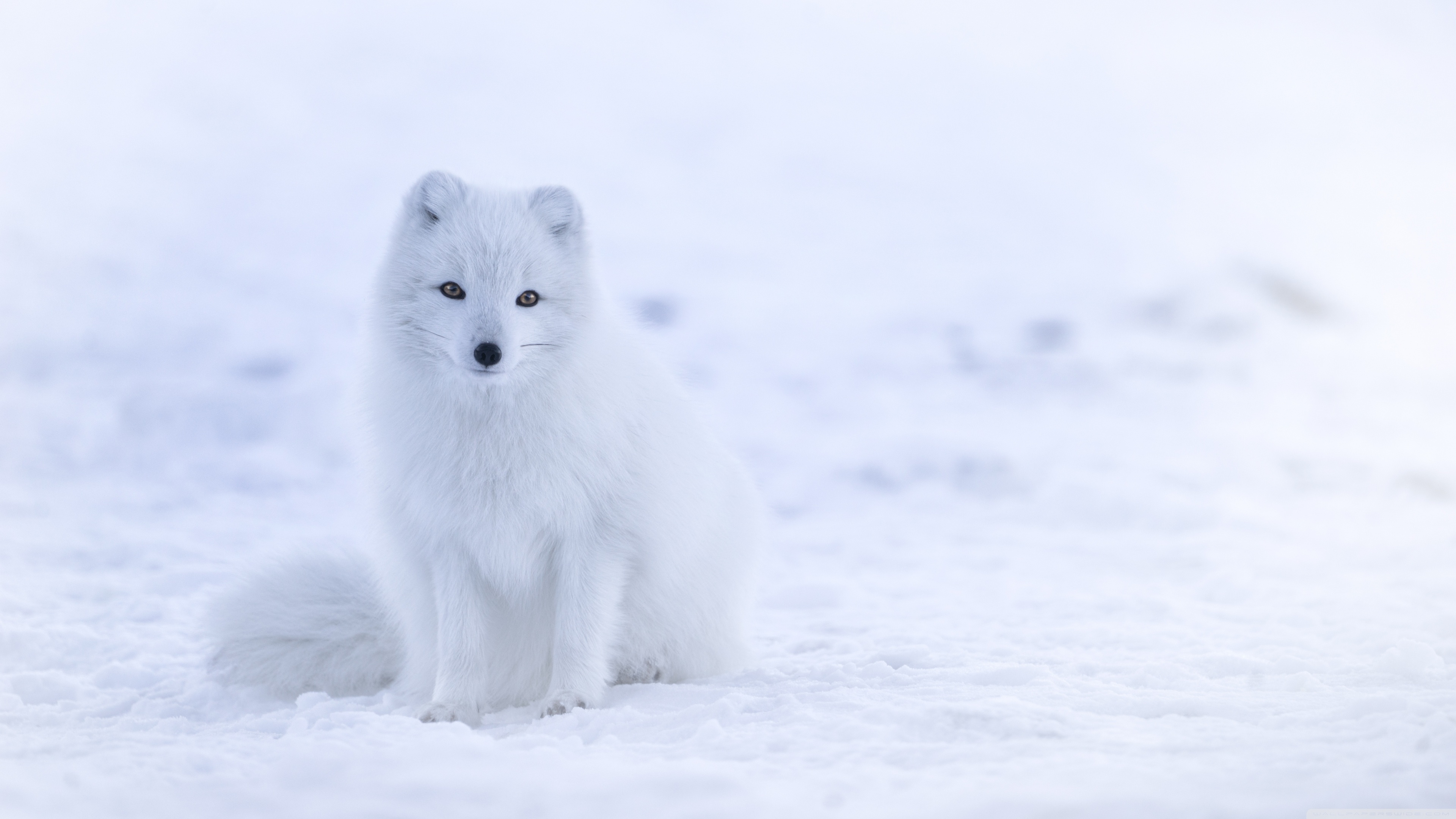 White Fox Wallpaper Hd - HD Wallpaper 