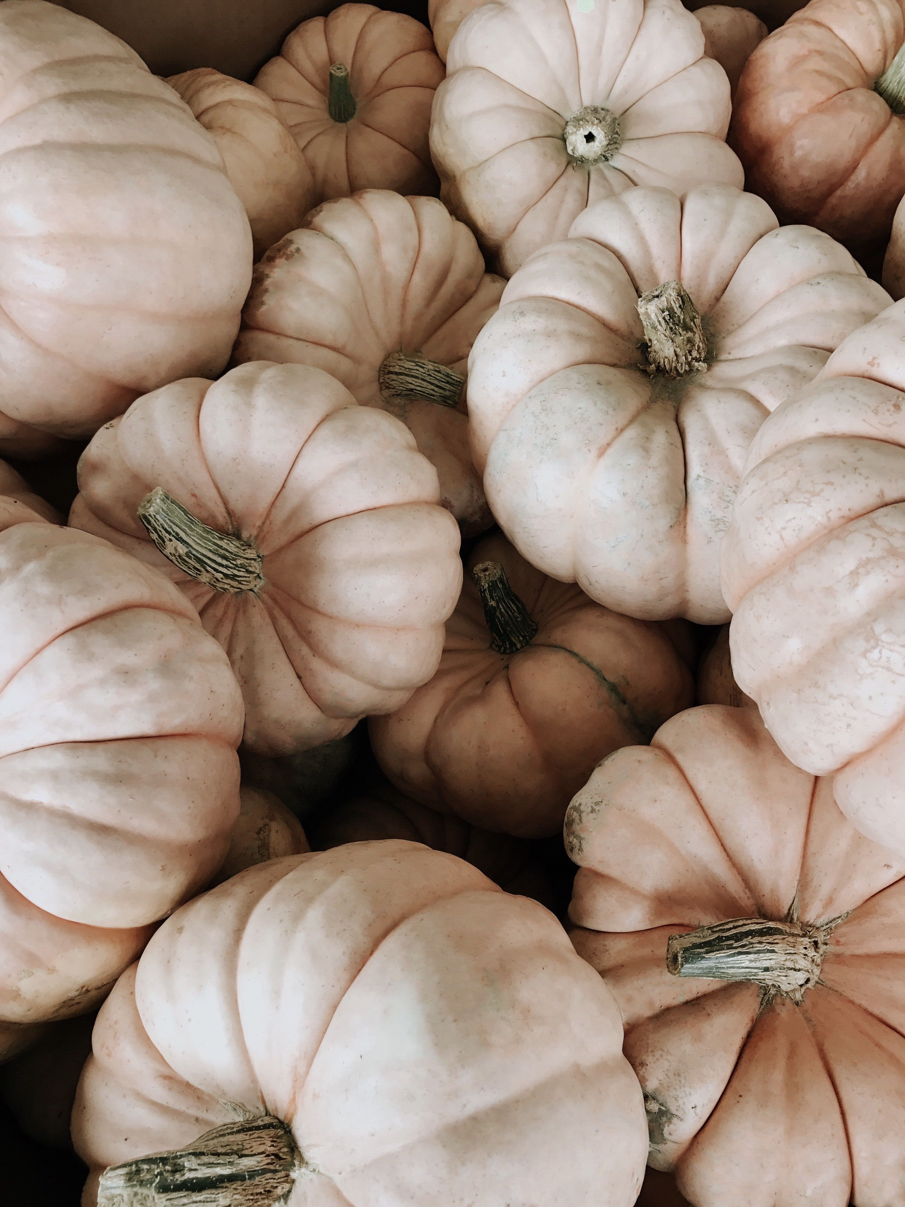 Winter Squash - HD Wallpaper 