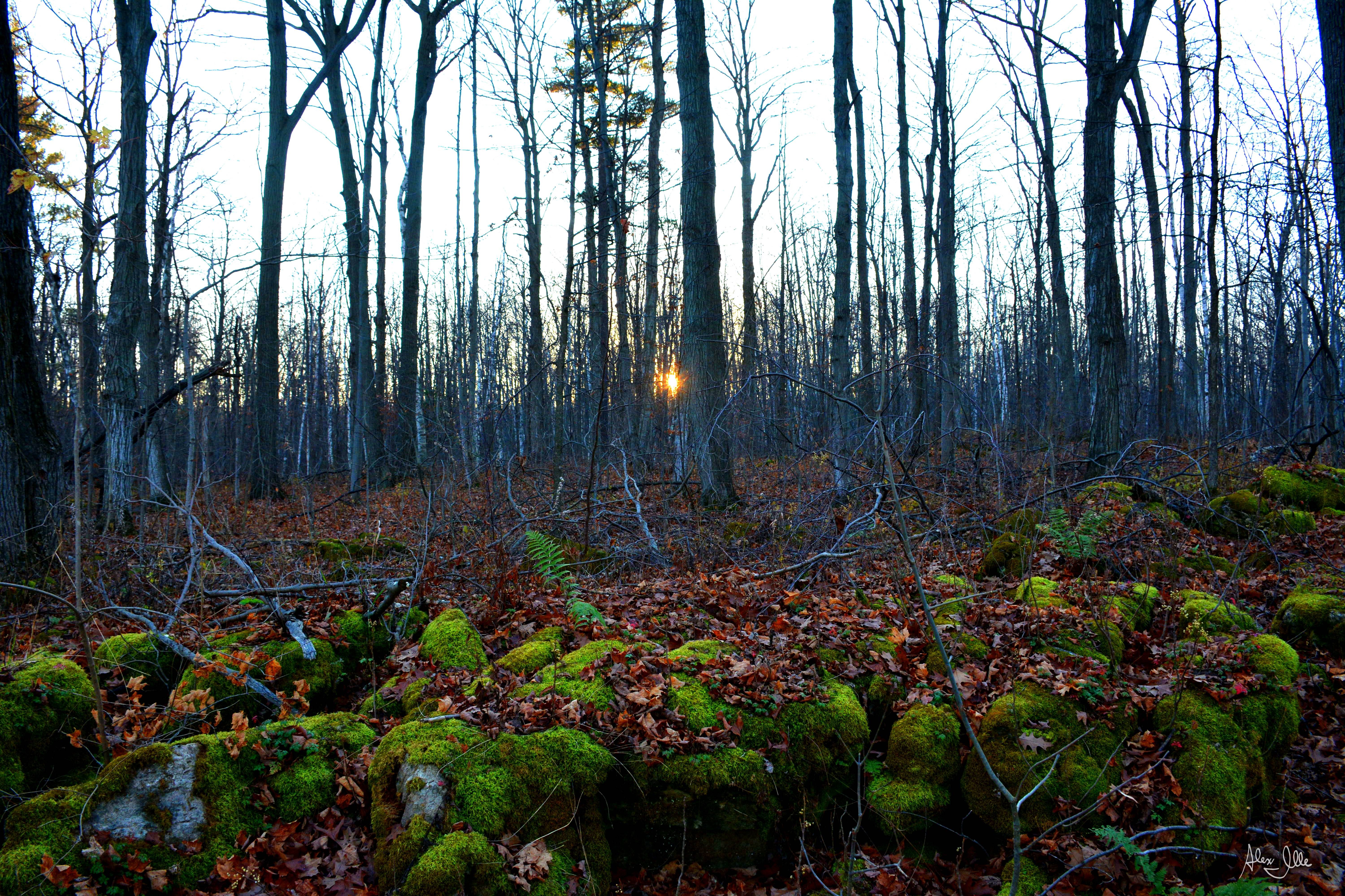 Eerie Woods Wallpaper - Old-growth Forest - HD Wallpaper 