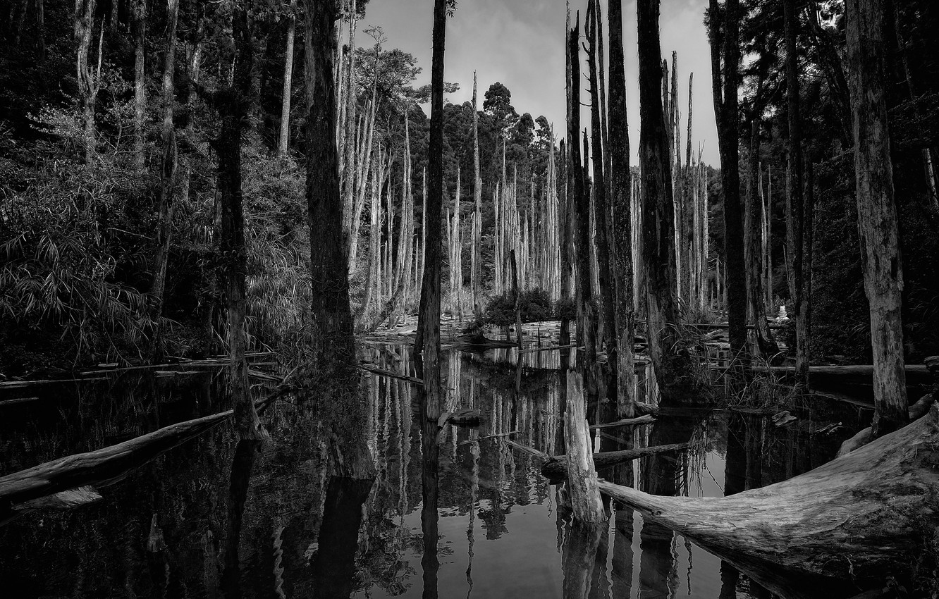 Photo Wallpaper Forest, Trees, Nature, Swamp - Monochrome - HD Wallpaper 