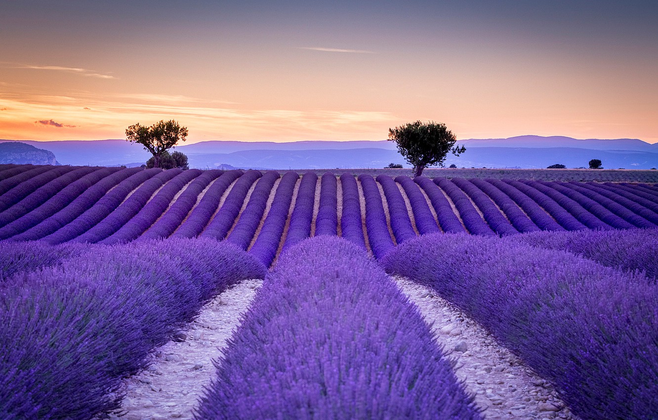 Photo Wallpaper Field, France, The Ranks, Lavender, - Beautiful Lavender - HD Wallpaper 