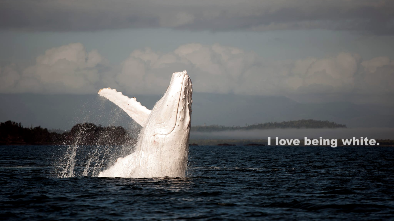 Love Being White Whale - HD Wallpaper 