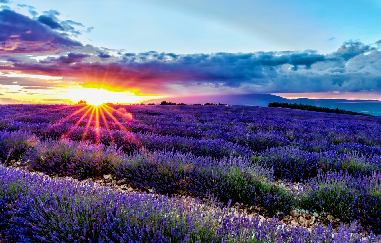 Photo Wallpaper Field, Sunrise, Dawn, France, France, - Flower Pictures Of Nature - HD Wallpaper 