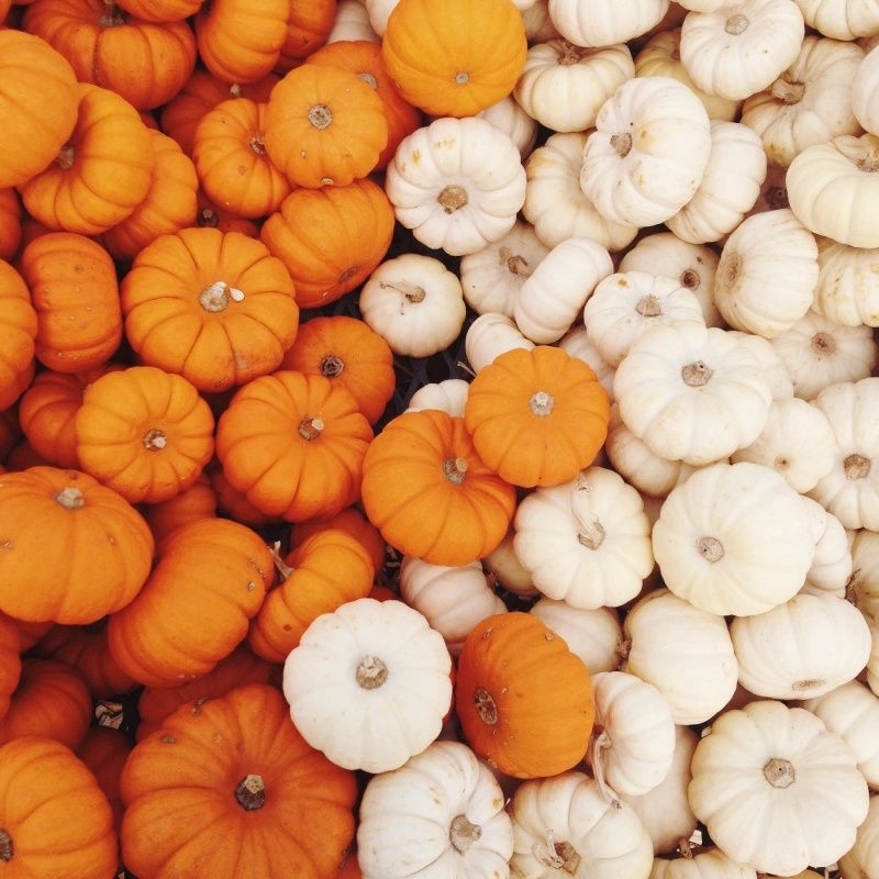 Fall Pumpkin Patch Background - HD Wallpaper 