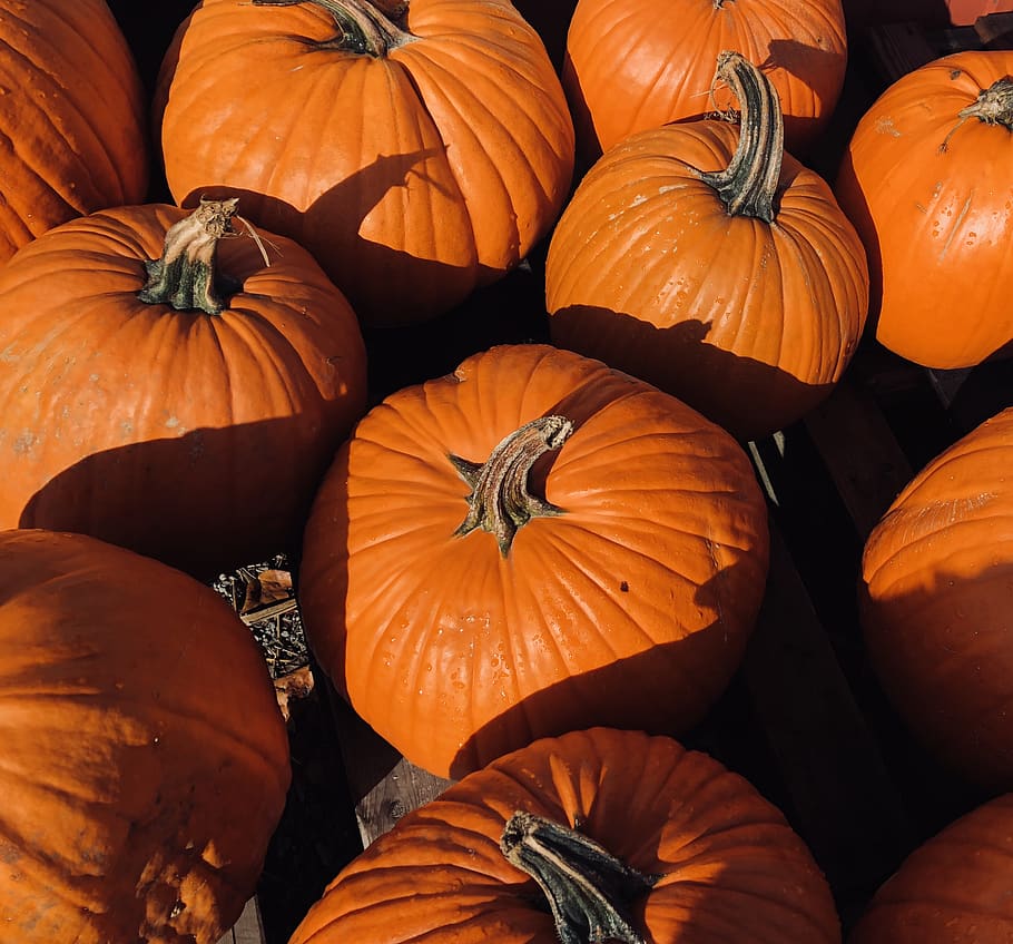 Fall, Autumn, Pumpkin, Pumpkins, Group, Midwest, Rustic, - Pumpkin - HD Wallpaper 