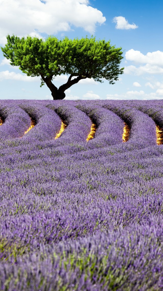 Lavender Field, 4k, Hd Wallpaper, Provence, France, - High Resolution Lavender Fields France - HD Wallpaper 
