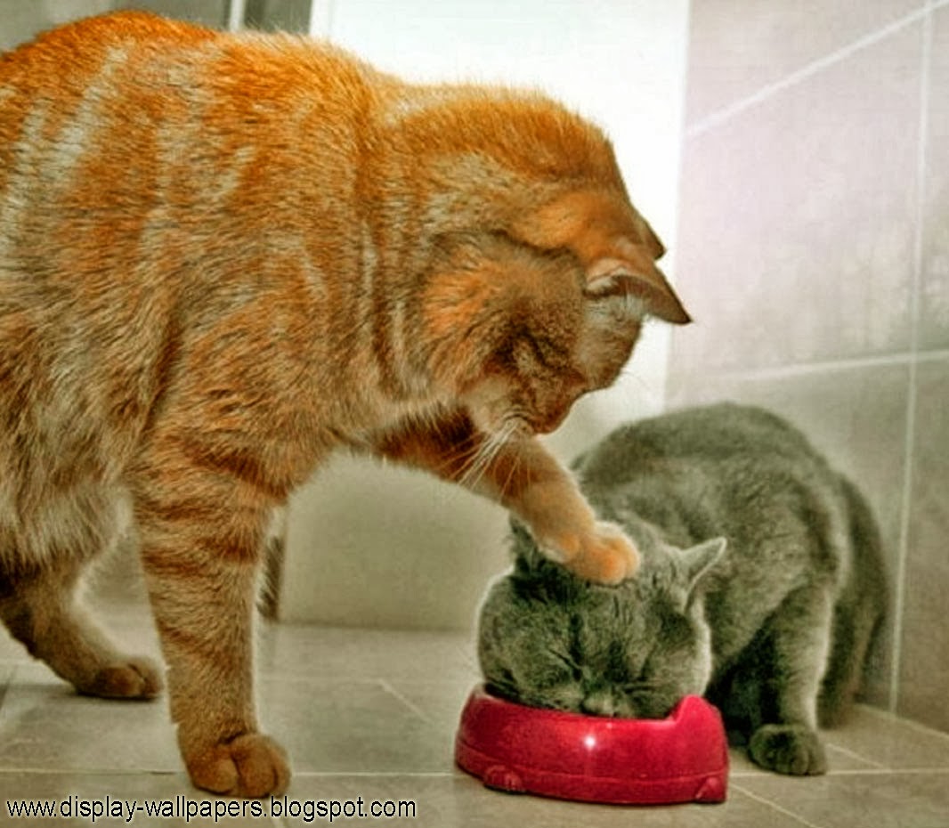 Really Very Funny Stupid Pictures - Very Funny Photos Download - 1066x930 Wallpaper Really Very Funny Stupid Pictures - Very Funny Photos Download - 1066x930 Wallpaper