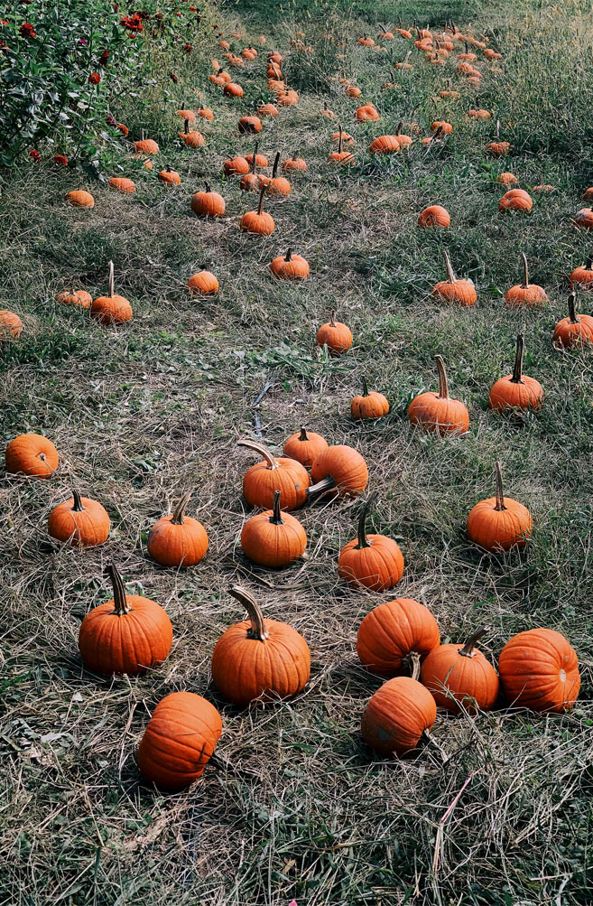 Pumpkins Lining A Walking Trail,pumpkin Walking Path - Pumpkin - HD Wallpaper 