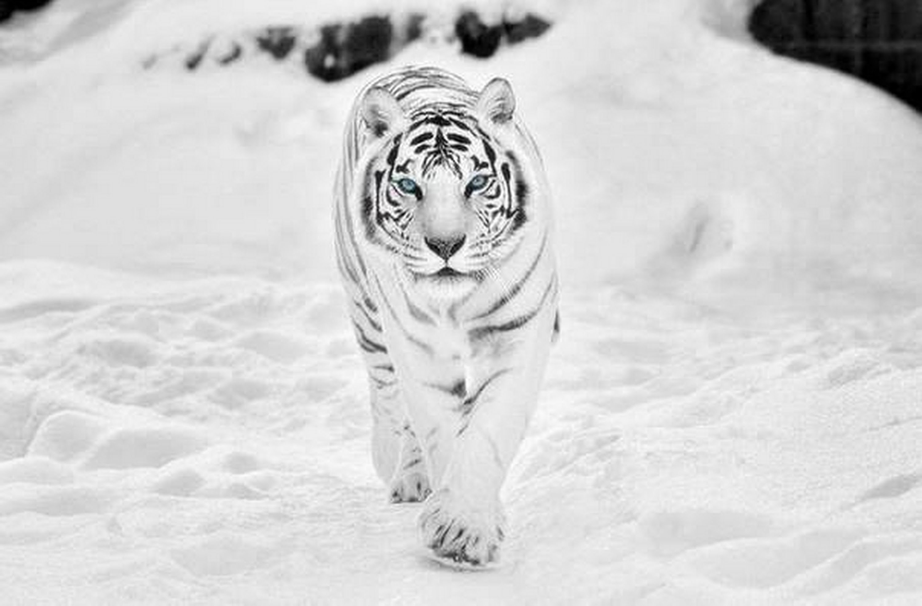Those Cute Animals Sharenator - White Tiger Wallpaper Hd - 3000x1972 Wallpaper Those Cute Animals Sharenator - White Tiger Wallpaper Hd - 3000x1972 Wallpaper