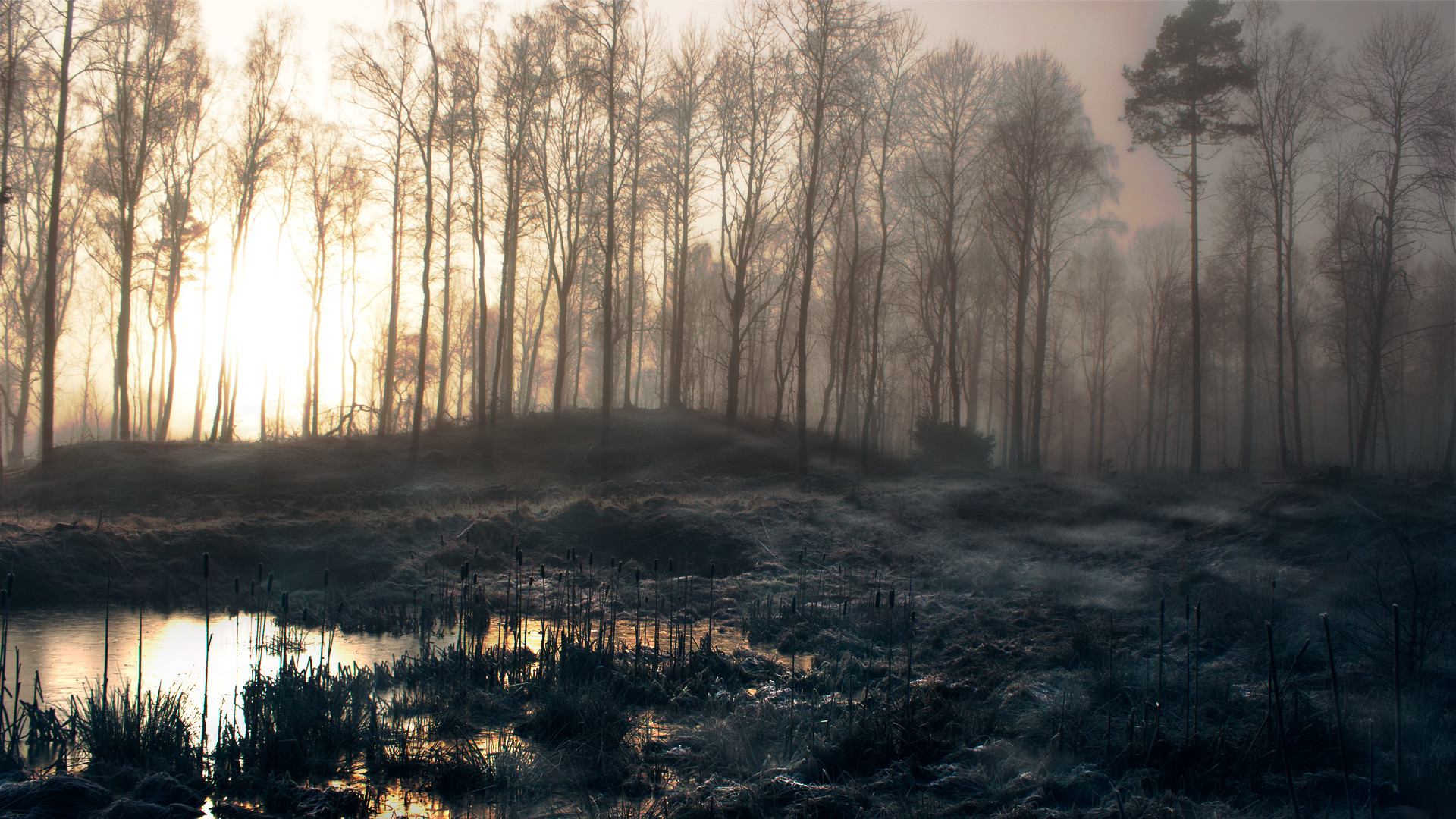 Swamp Hd 33792 34553 Hd Wallpapers - Tampa Bay Vipers Jersey - HD Wallpaper 