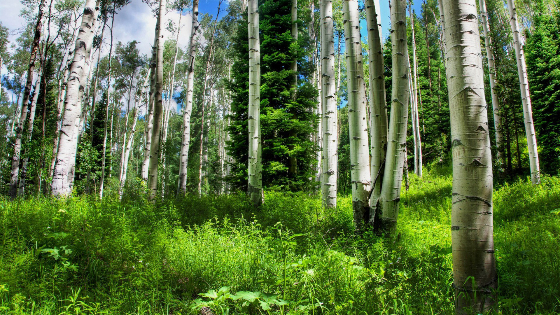 Birch Forest Android - HD Wallpaper 