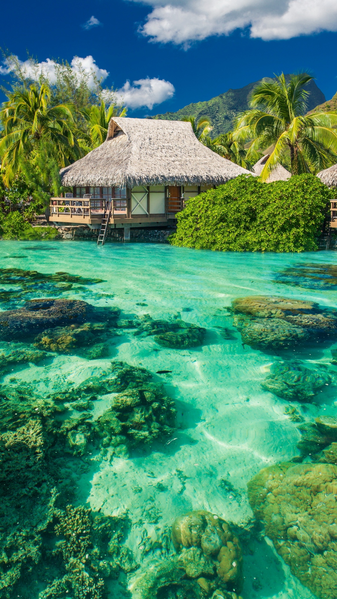 Tropics Palm Trees Ocean Vacation Shore Iphone 6 Wallpaper - Vacation Wallpaper Iphone - HD Wallpaper 