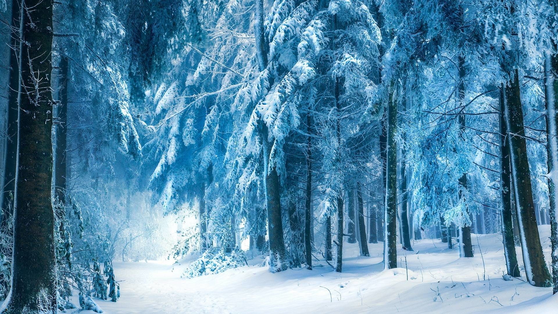 Wallpapers For > Snowy Dark Forest Wallpaper 
 Data-src - Background Snow Forest - HD Wallpaper 