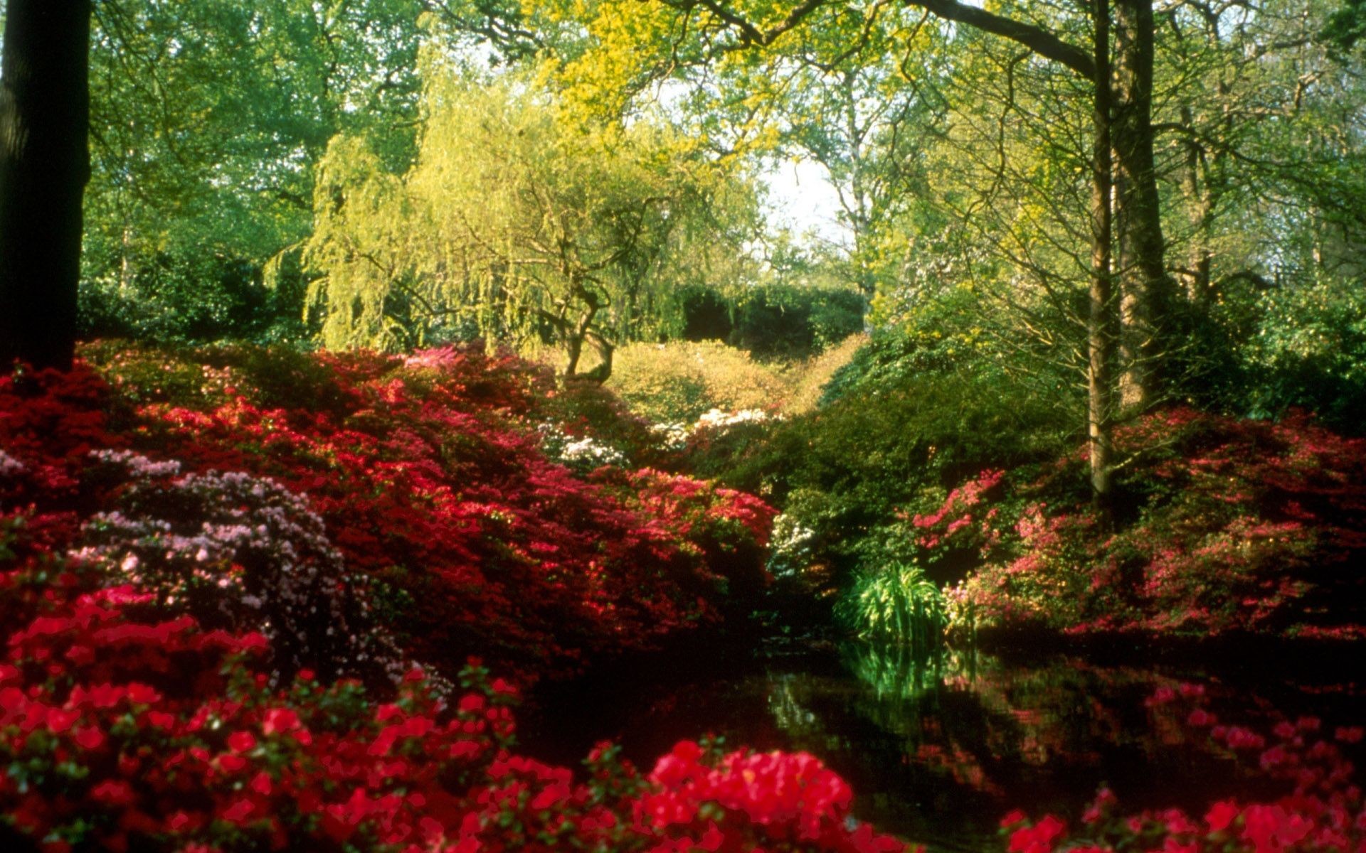 1920x1200, Spring Scenery Wallpaper For Desktop Colored - Richmond Park London Spring - 1920x1200 Wallpaper 1920x1200, Spring Scenery Wallpaper For Desktop Colored - Richmond Park London Spring - 1920x1200 Wallpaper