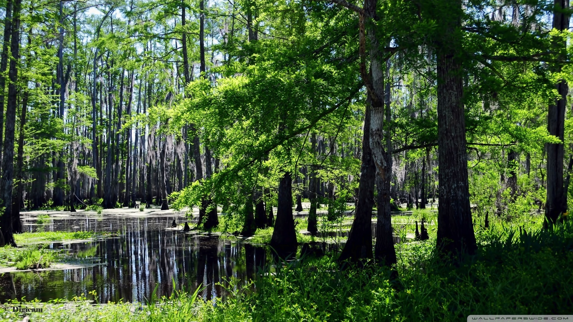 Swamp Wallpaper Hd - HD Wallpaper 