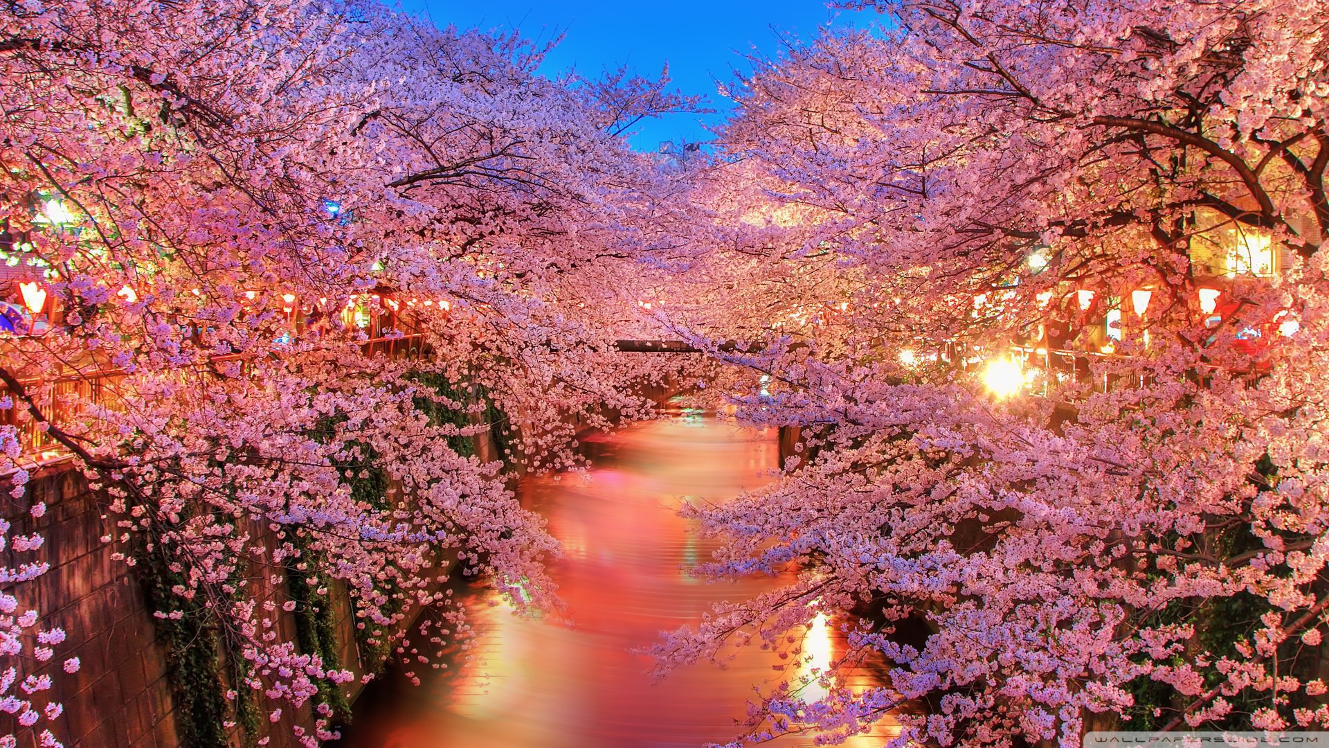 Fantastic Spring - Cherry Blossom - HD Wallpaper 
