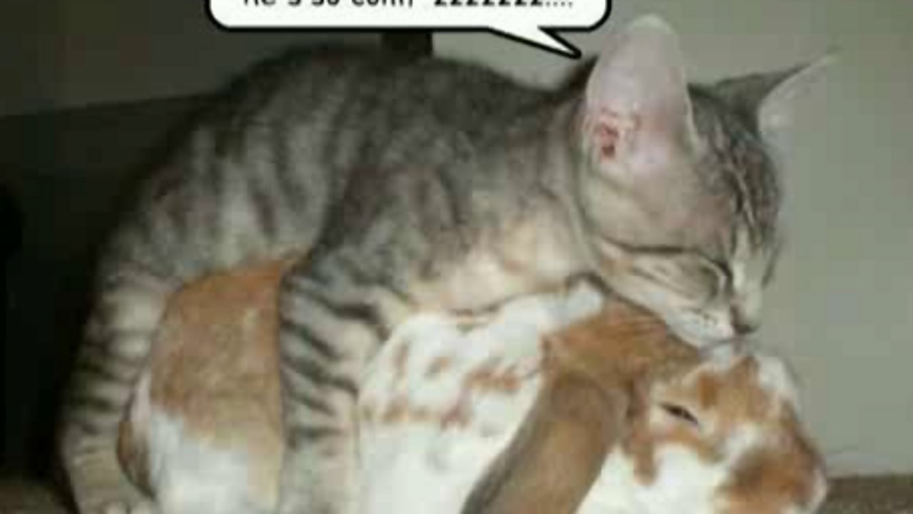 Funny Animals Movies 22 Desktop Wallpaper - Animal Pictures With Captions Funny - 1280x720 Wallpaper Funny Animals Movies 22 Desktop Wallpaper - Animal Pictures With Captions Funny - 1280x720 Wallpaper