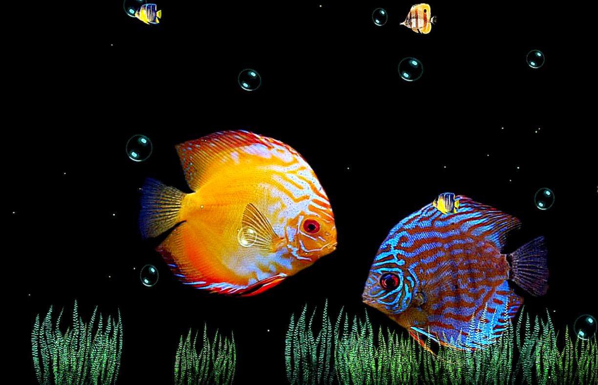New Animated Desktop Wallpapers Cool Wallpapers - Animated Beautiful Wallpapers Mobile - HD Wallpaper 