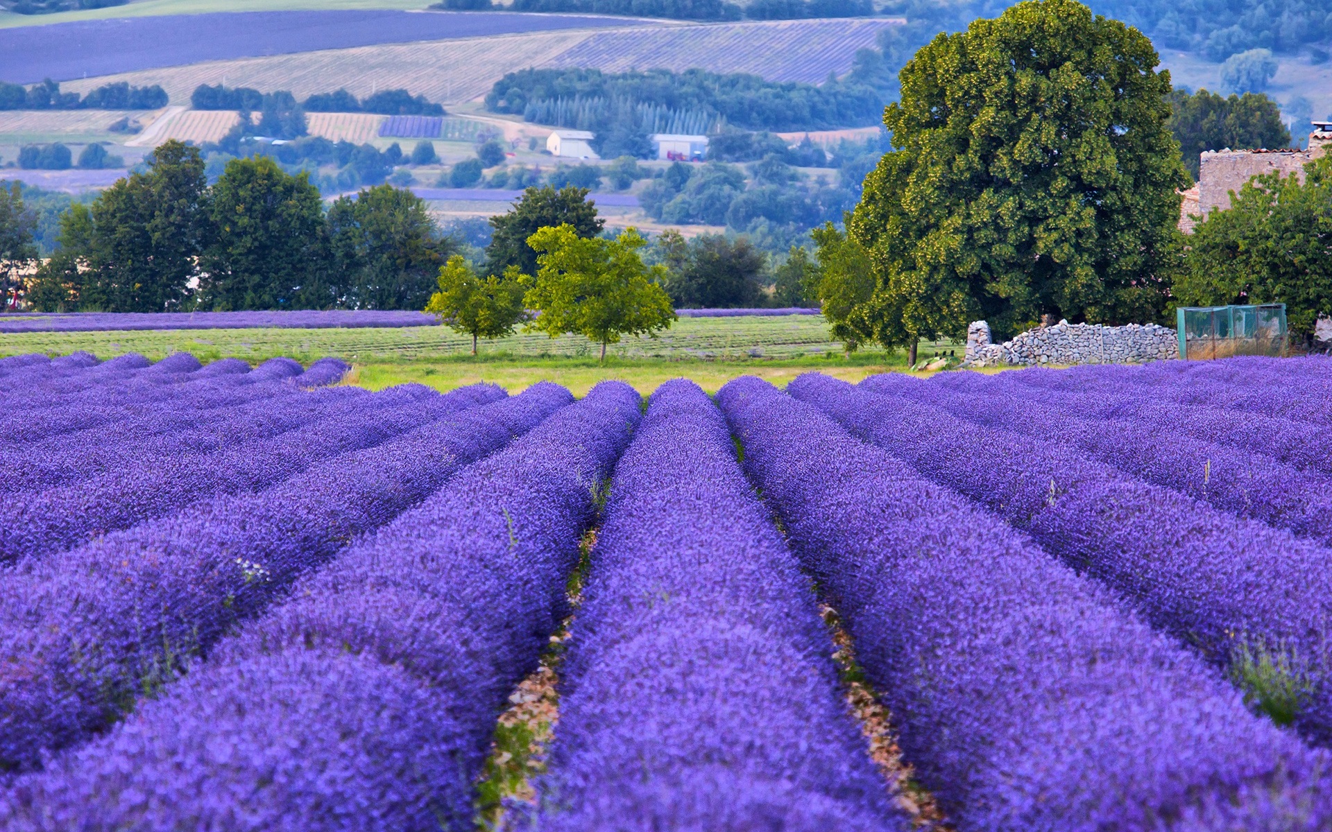 Wallpaper France, Provence, Lavender Flowers Field - Lavender Fields - HD Wallpaper 