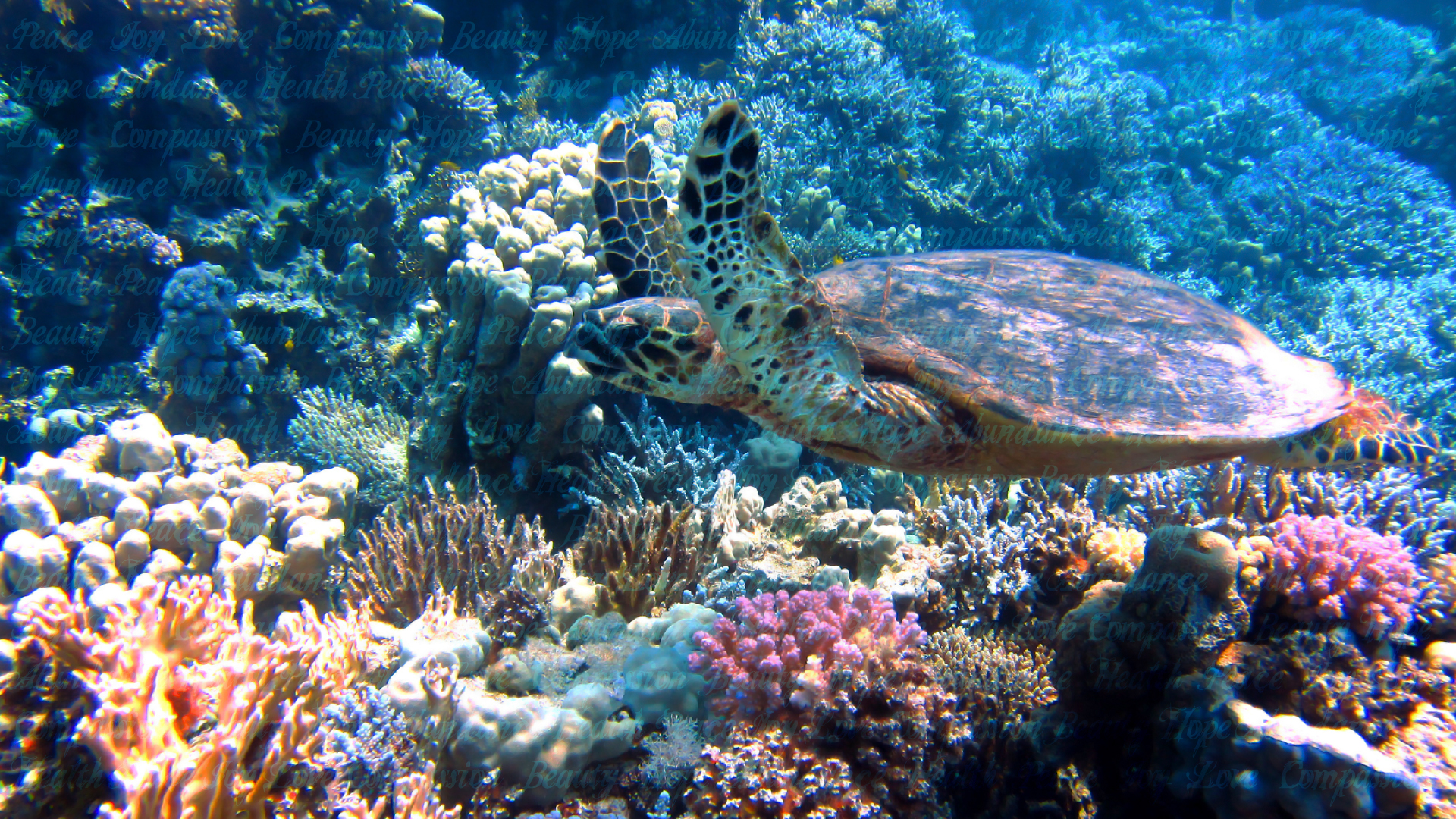 Subliminal Inspiration Wallpaper - Sea Life Center Corpus Christi - HD Wallpaper 