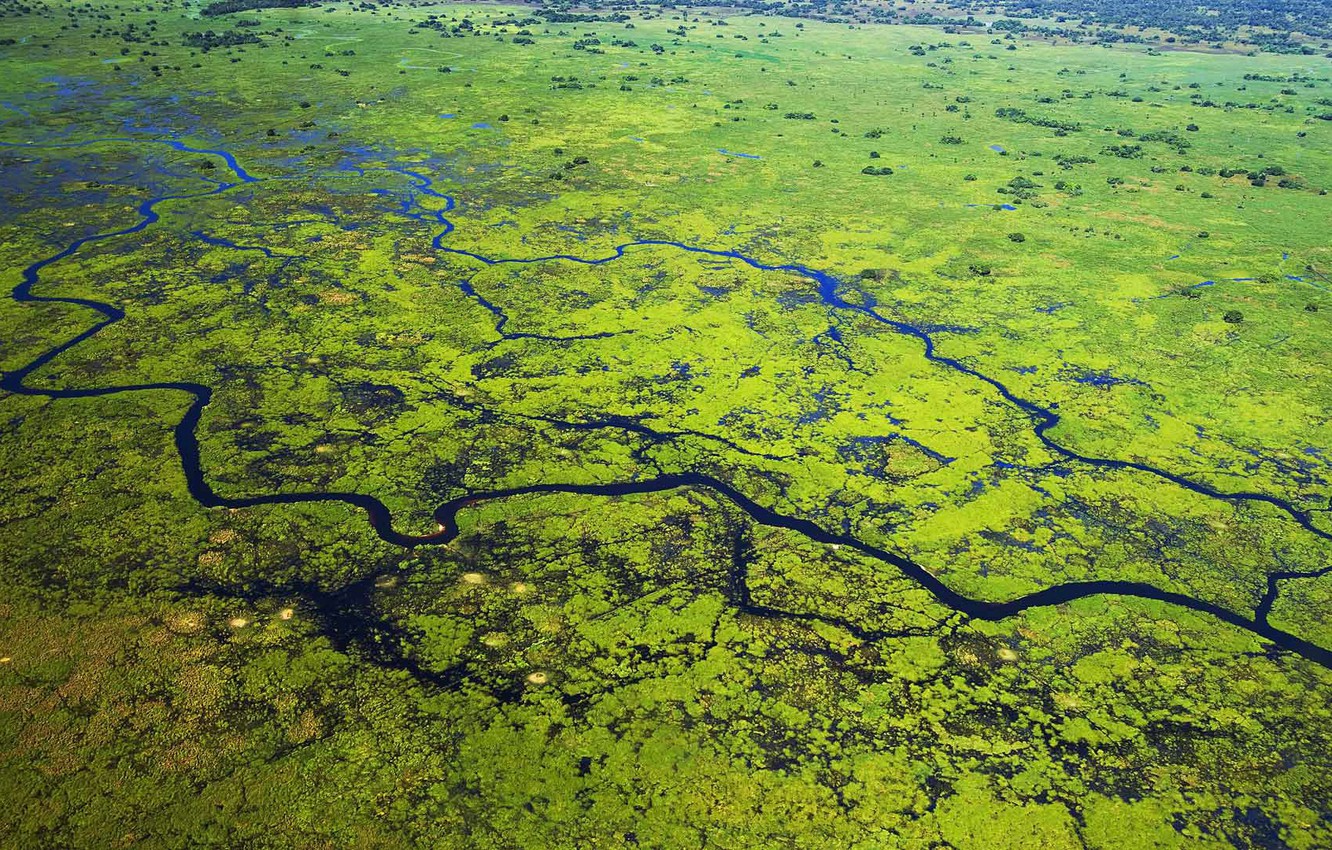 Photo Wallpaper River, Brazil, Delta, Mato Gross, The - Tudo Sobre O Pantanal - HD Wallpaper 