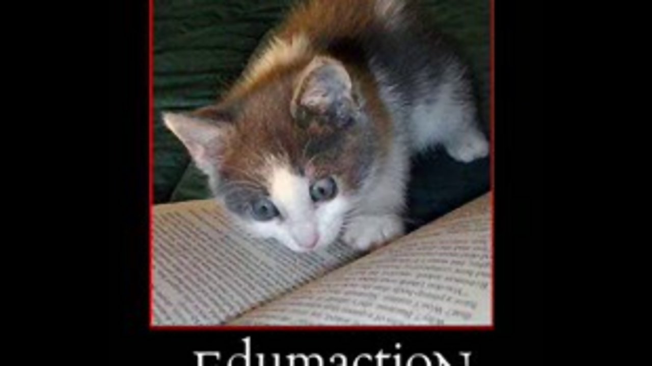 Really Funny Cats 5 Wide Wallpaper - Lolcat Speak - HD Wallpaper 