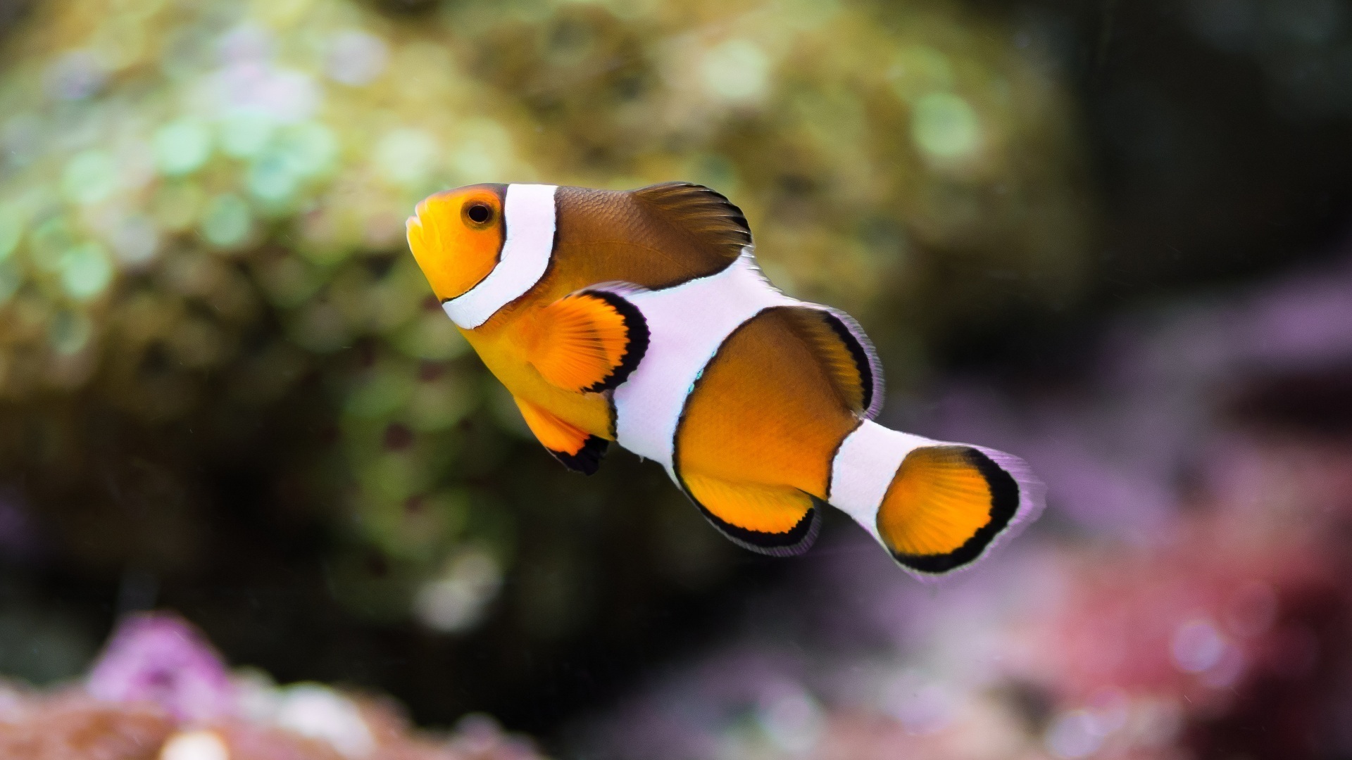 Clown Fish Wallpaper 4k - HD Wallpaper 