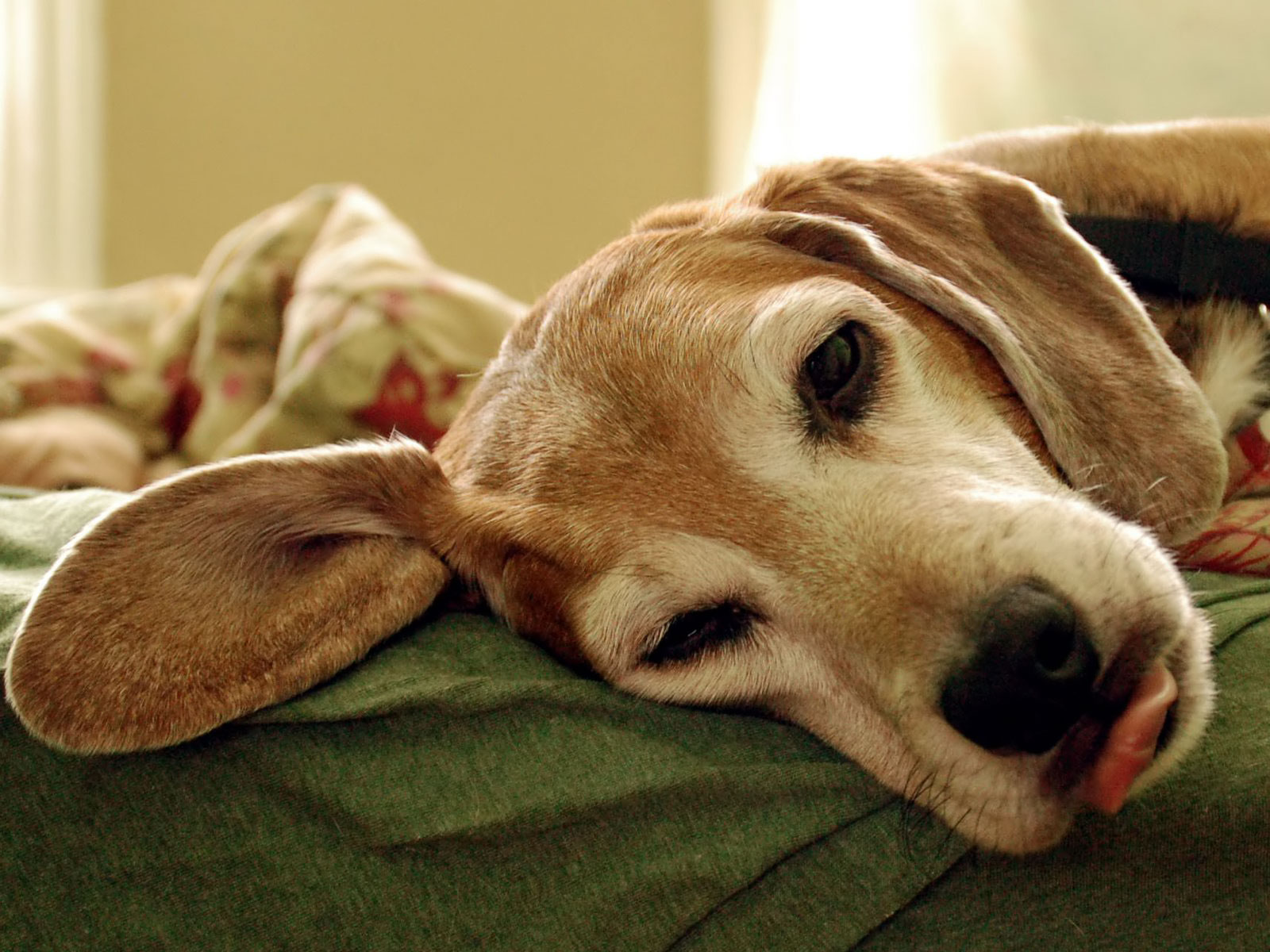 Very Funny American Foxhound Dog Wallpaper - Hard To Sleep Alone - HD Wallpaper 