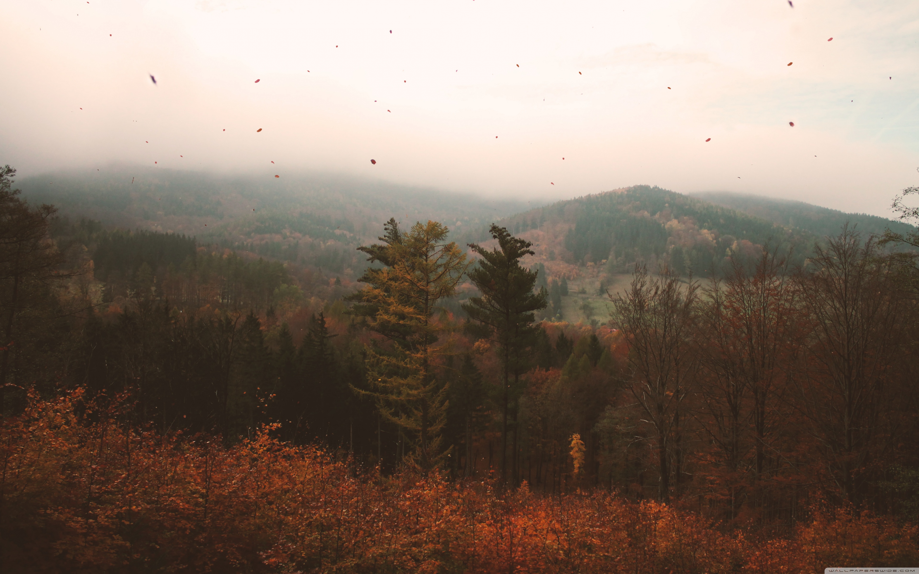 Canadian Fir - HD Wallpaper 