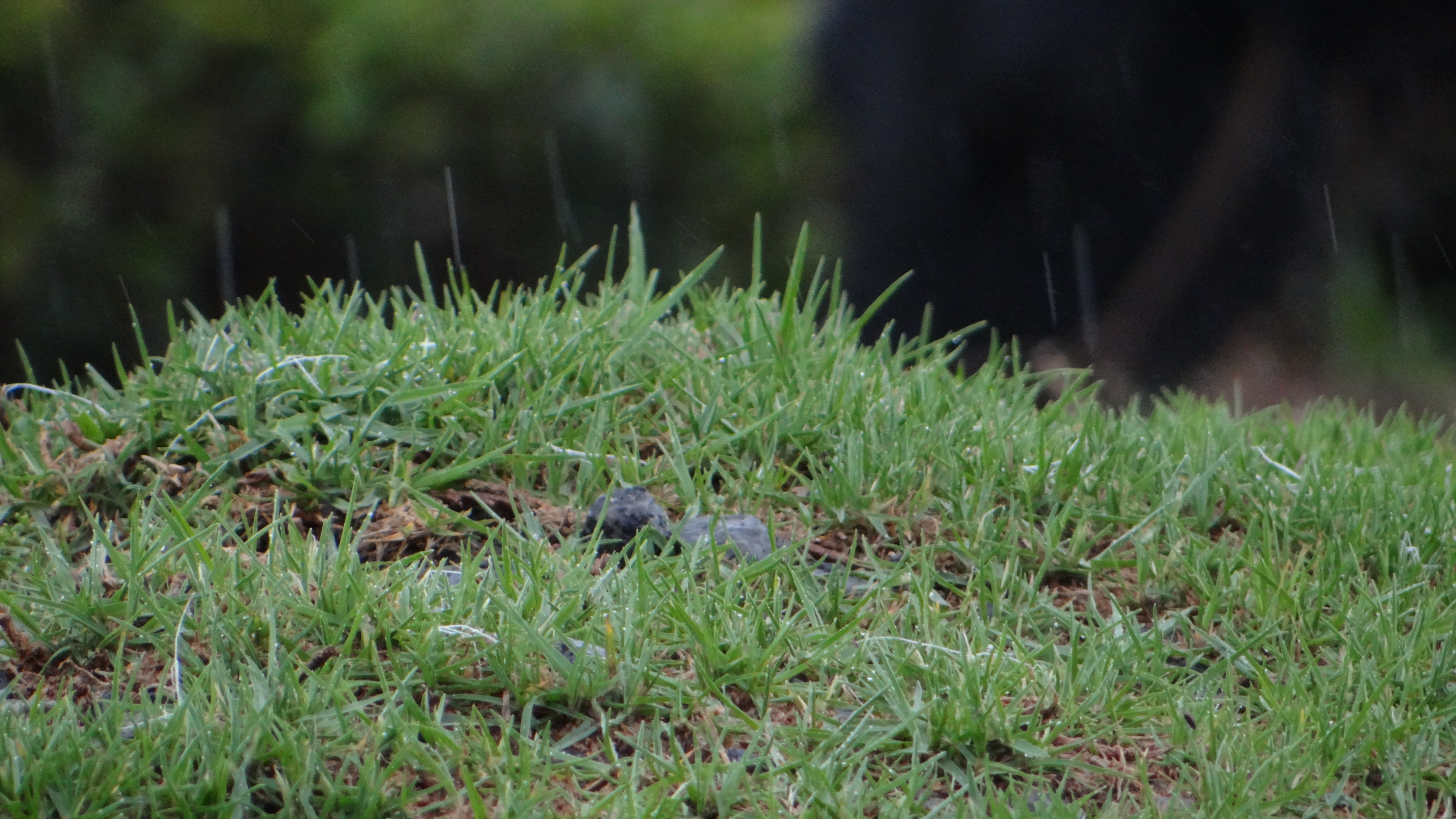 Image - Sweet Grass - HD Wallpaper 