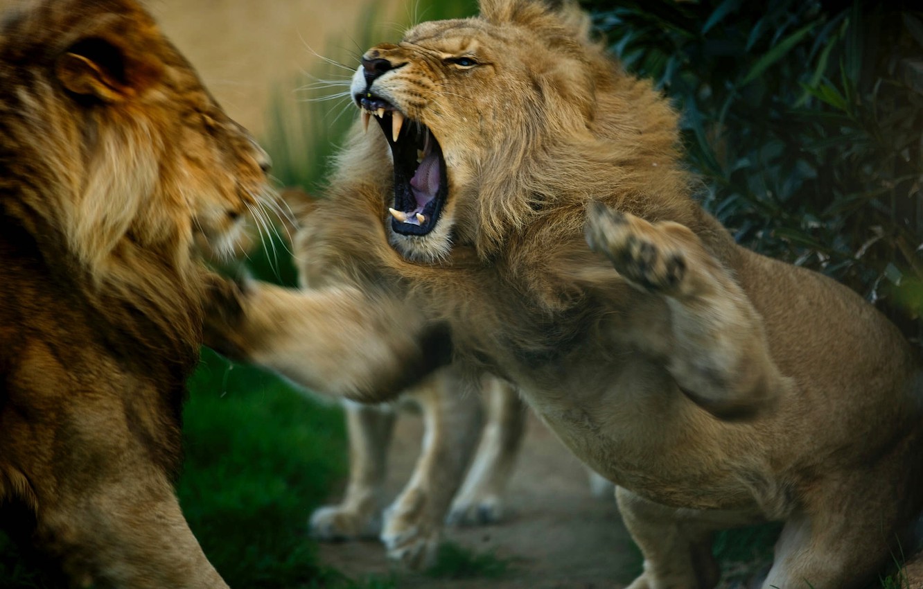 Photo Wallpaper Leo, The King Of Beasts, Lions, Showdown, - Lions Fighting - HD Wallpaper 