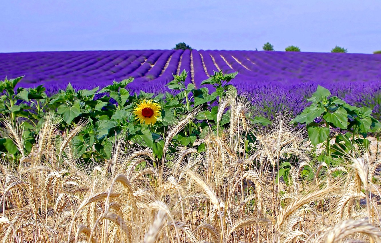 Photo Wallpaper Field, Flowers, France, Sunflower, - Лаванда И Пшеница - HD Wallpaper 