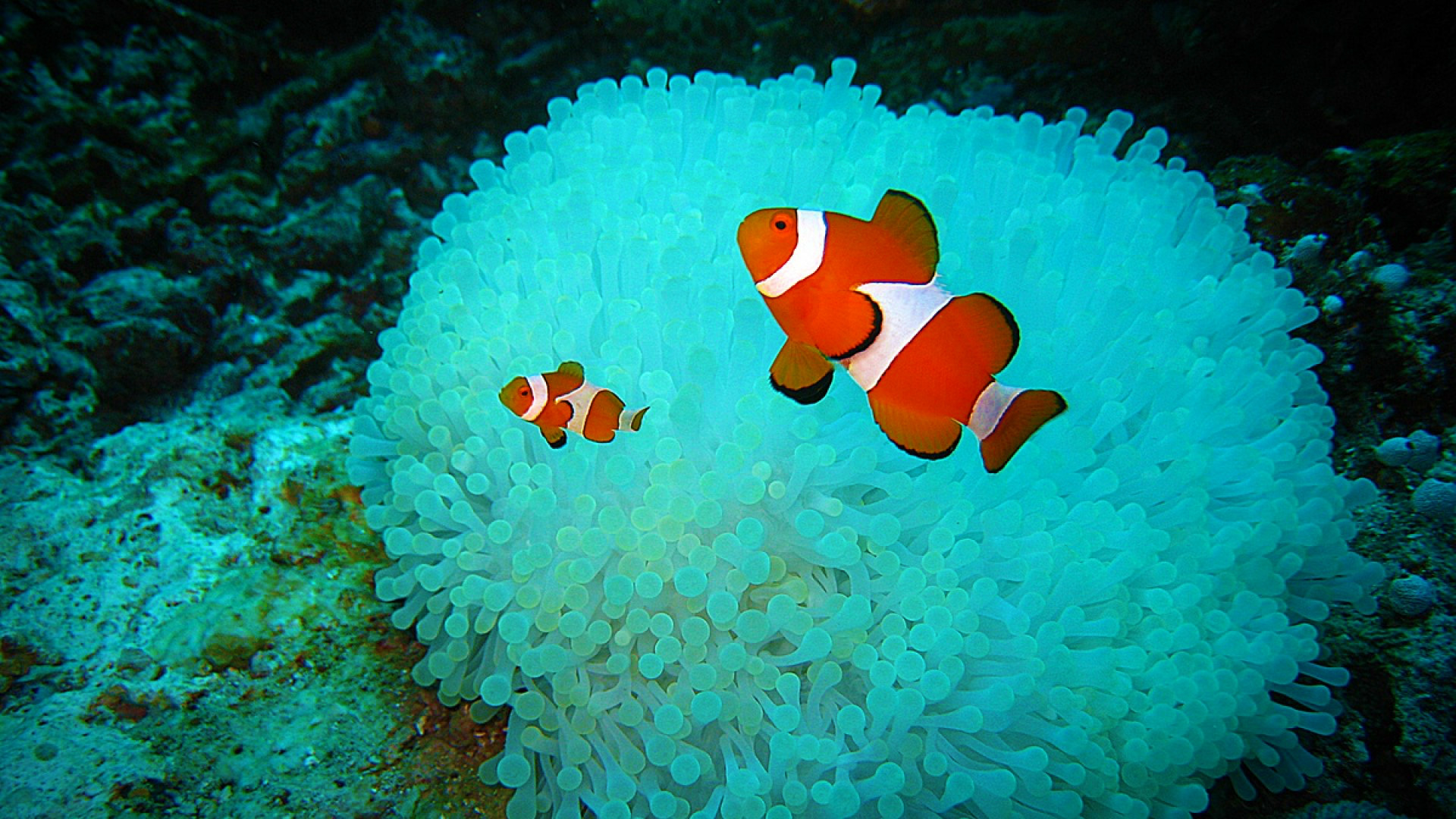Clownfish Wallpaper Ze499 
 Data Src /w/full/1/2/1/209908 - Anemona De Mar Y Pez Payaso - HD Wallpaper 