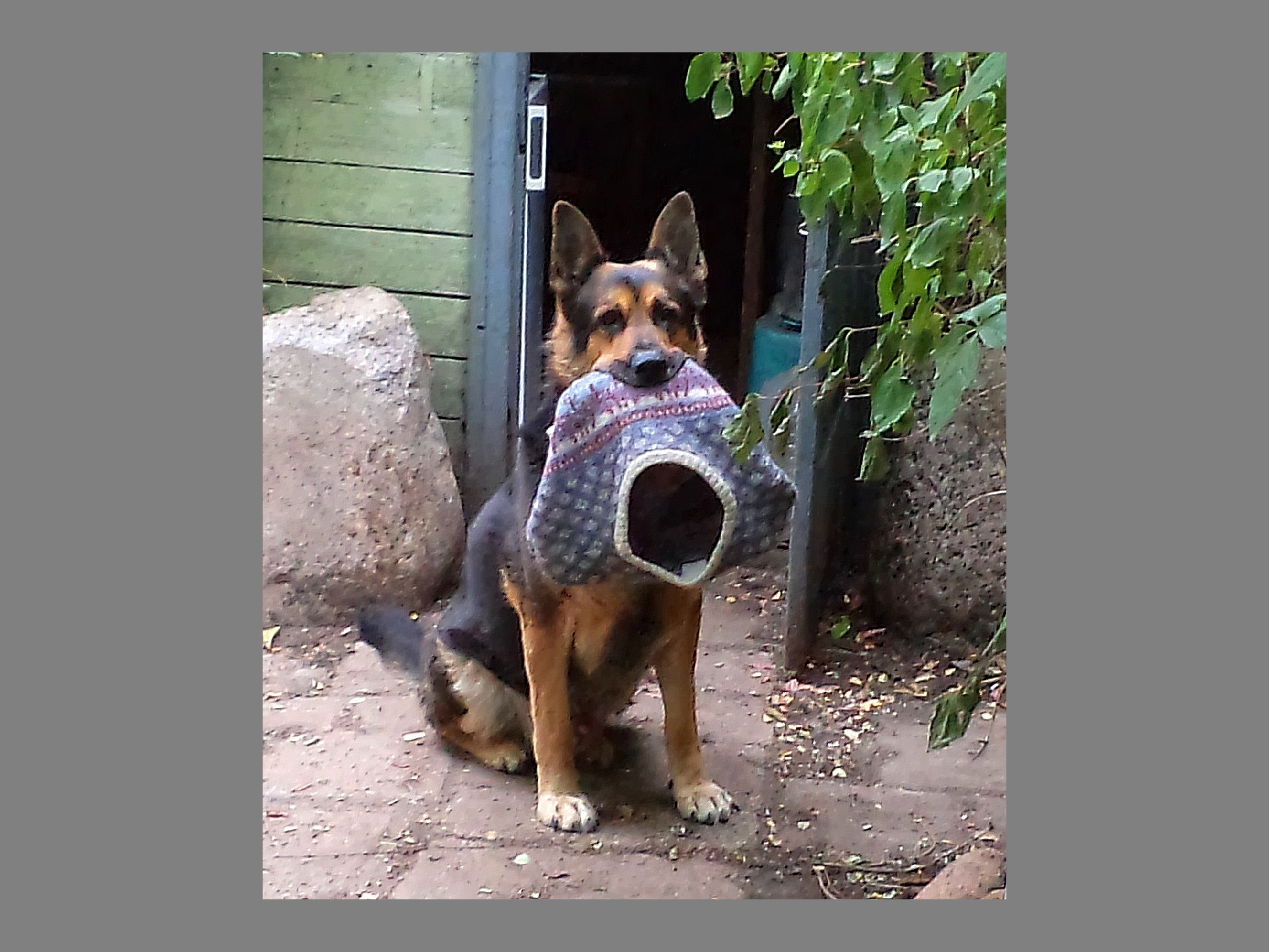 Wild Animals, Funny Wallpapers, Best Friend, Animal - Old German Shepherd Dog - HD Wallpaper 