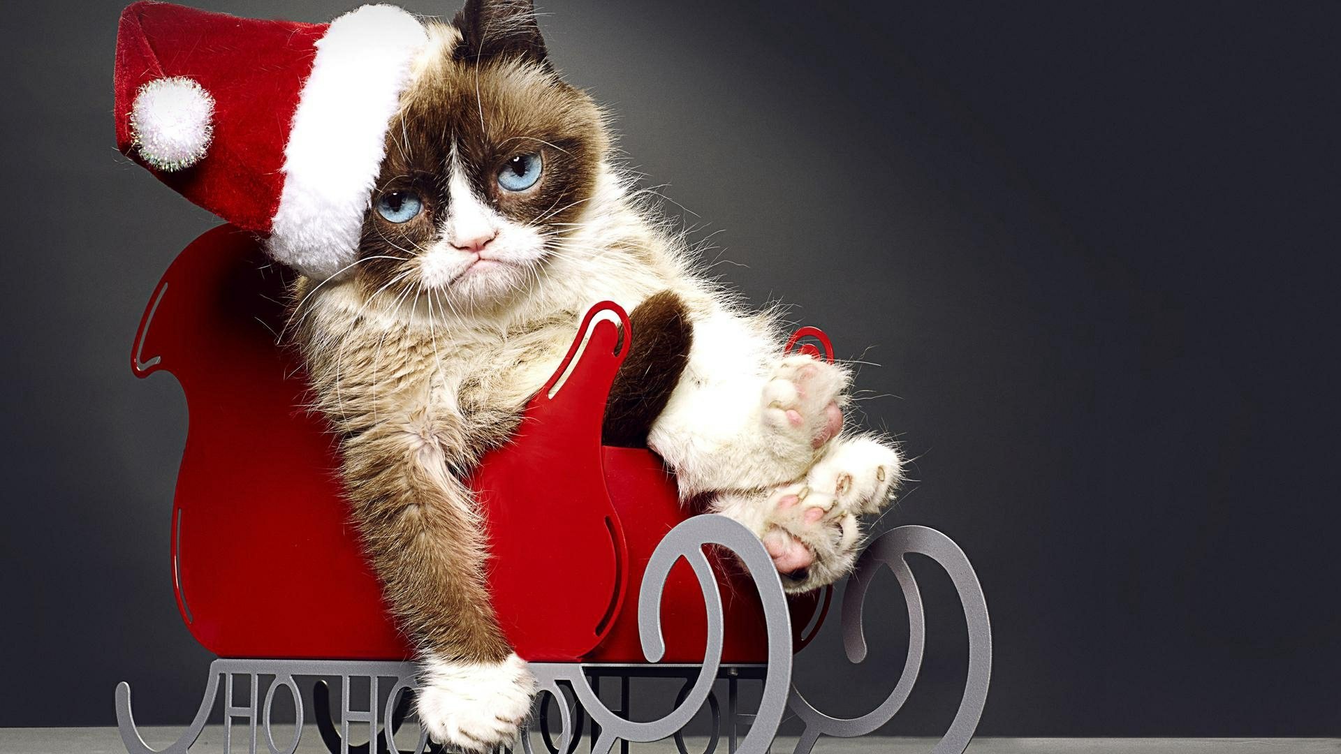 Grumpy Cat Christmas - HD Wallpaper 
