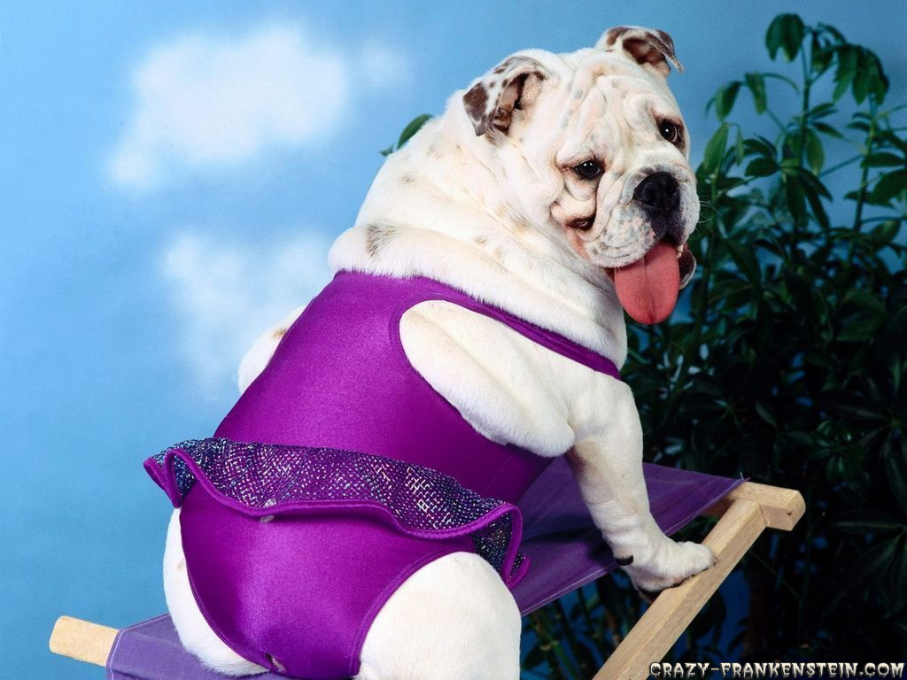 Dog Ballerina Funny Wallpaper - Bulldog In Bathing Suit - HD Wallpaper 