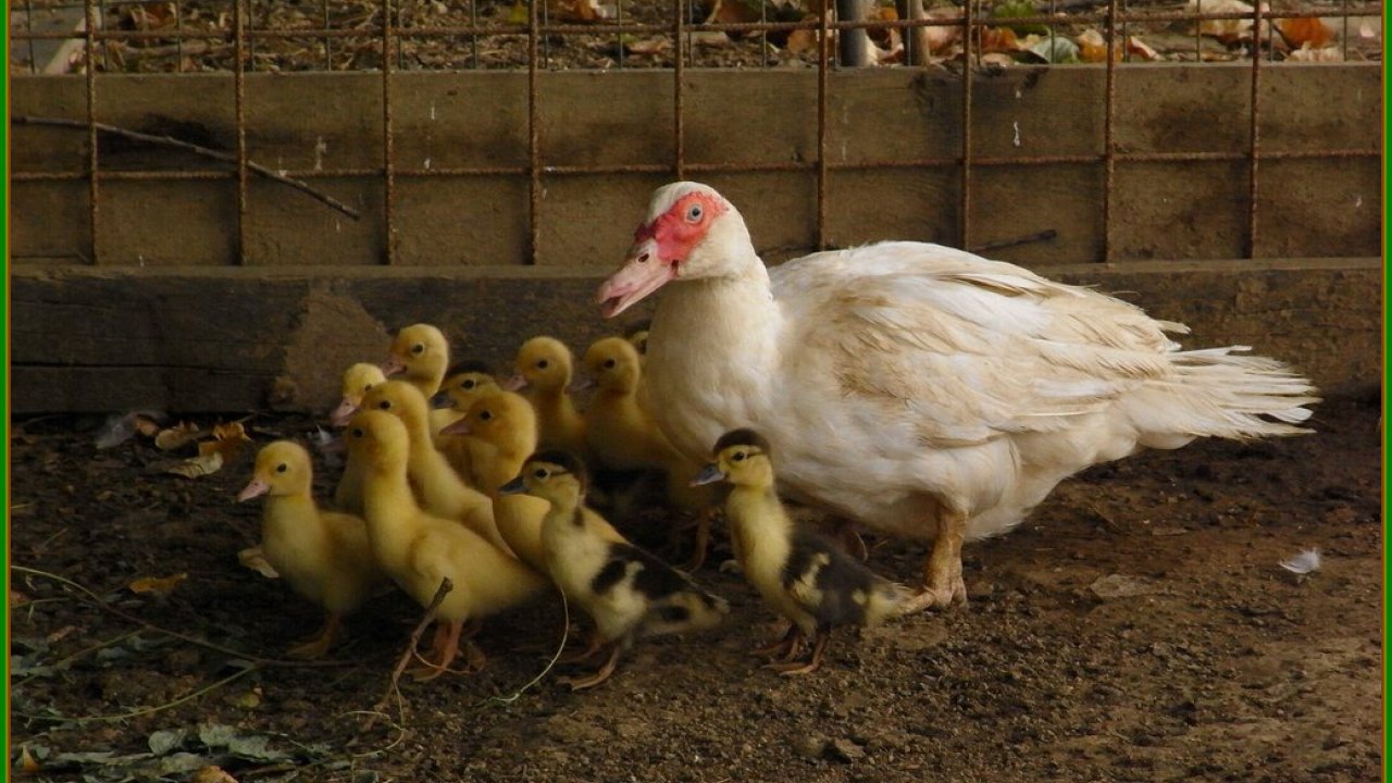 Animal Images Hd, Funny Wallpapers, Download Animal - Duck - HD Wallpaper 