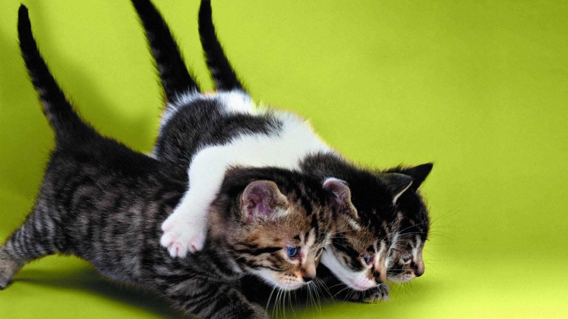 Desktop Images Funny Cats Download - 3 Kitten Play - HD Wallpaper 