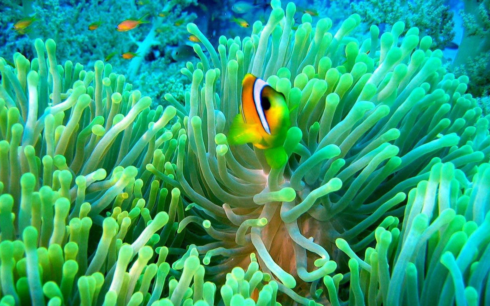 Beautiful Clownfish Image - Beautiful Ocean Fish - HD Wallpaper 