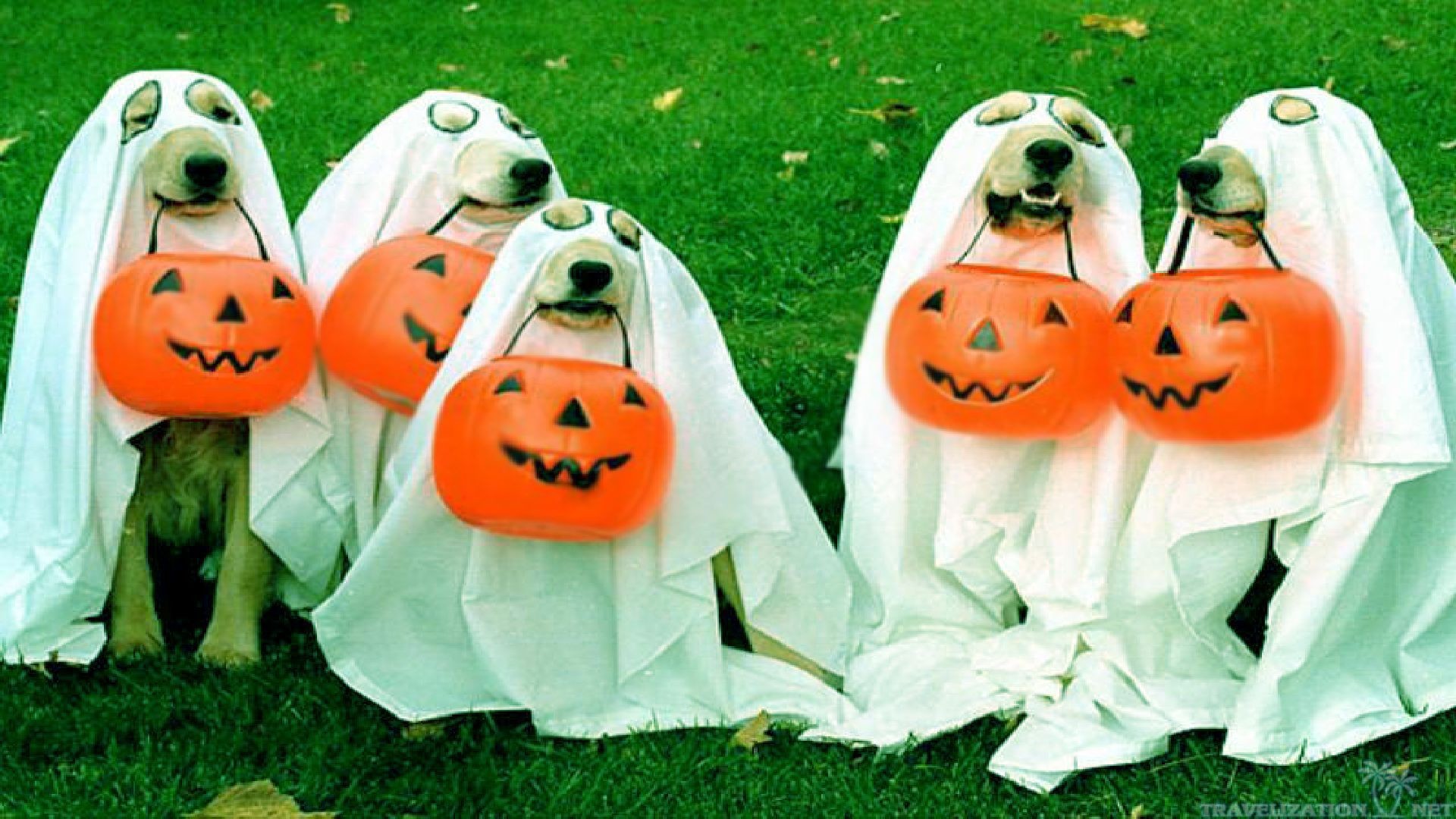 Dogs Pumpkin Autumn Halloween Wallpaper 195916 Wallpaperup - Funny Halloween - HD Wallpaper 