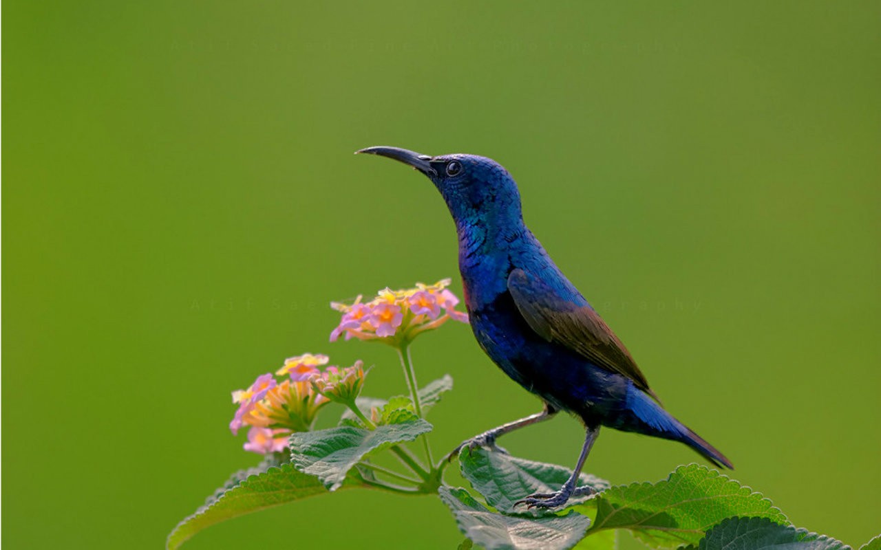 Animal Images Hd, Funny Wallpapers, Download Animal - Hummingbird - HD Wallpaper 