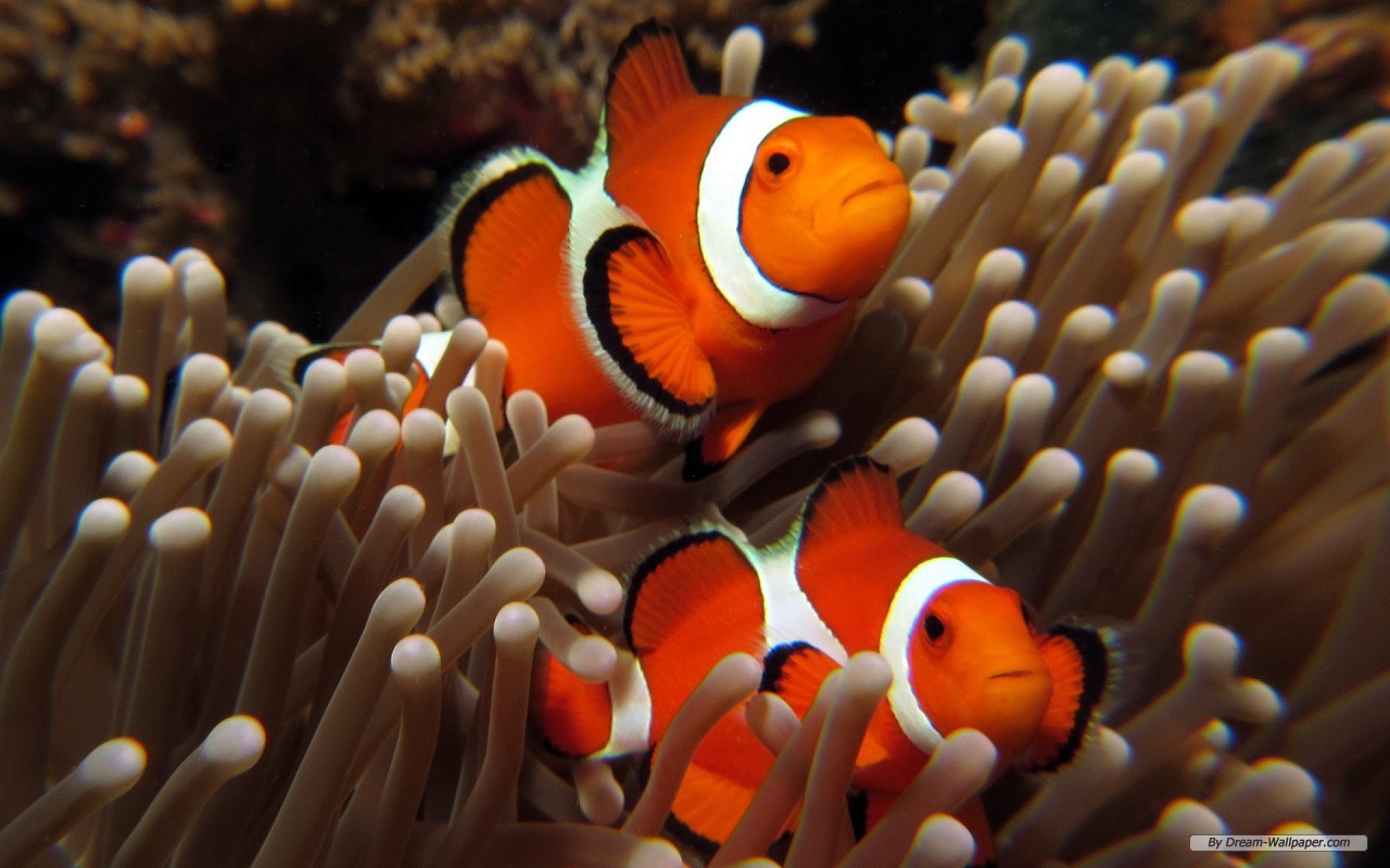 Free Animal Wallpaper - Clownfish And Anemone - HD Wallpaper 